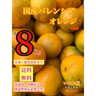 バレンシア  国産　オレンジ　早い者勝ち　家庭用　セール　残り1点(フルーツ)