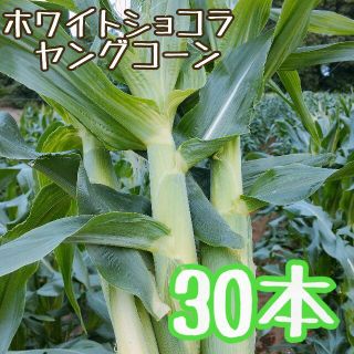 朝採り ホワイトショコラ ヤングコーン 30本(野菜)