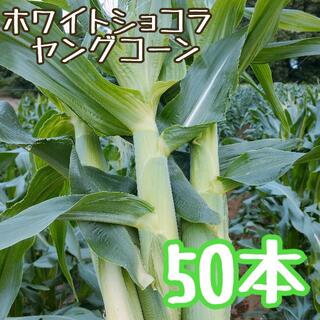朝採り ホワイトショコラ ヤングコーン 50本(野菜)