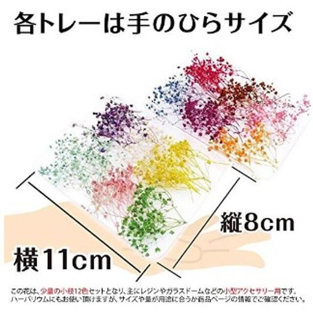 ★即日発送★ 12色 かすみ草 ドライフラワー 3～5cm セット ハンドメイドのフラワー/ガーデン(ドライフラワー)の商品写真