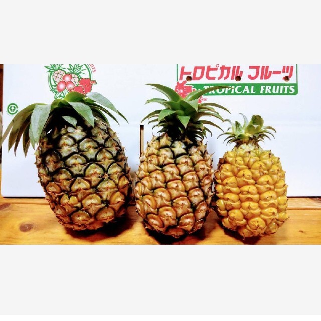 西表島産パイナップル3種おまかせセット☆約4㎏（5～8玉） 食品/飲料/酒の食品(フルーツ)の商品写真