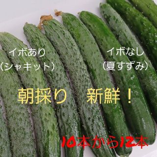 京都産　無農薬きゅうり(野菜)