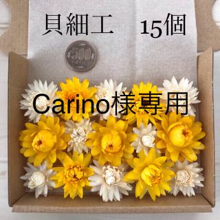 Carino様専用（10）オレガノケントビューティーと（11）貝細工のセット(ドライフラワー)