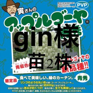 63061【青1緑1】上里岡村農園寅さんのアップルゴーヤの苗2株(野菜)