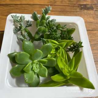 多肉植物カット苗(その他)