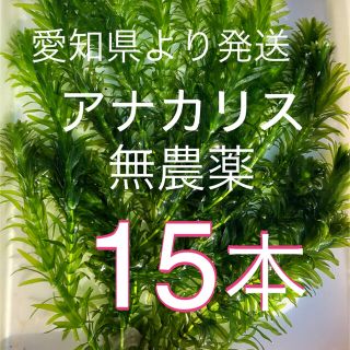 水草アナカリス15本(アクアリウム)