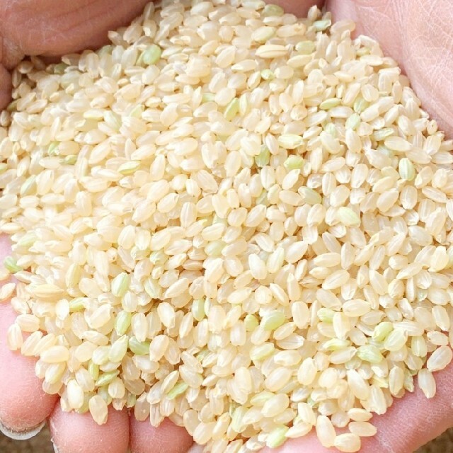 30kg　玄米　検査米1等級　コシヒカリ　令和2年　新米　埼玉県産　玄米限定特価　米/穀物