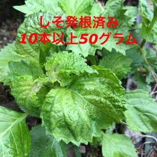 しそ大葉発根済み苗10本以上(野菜)