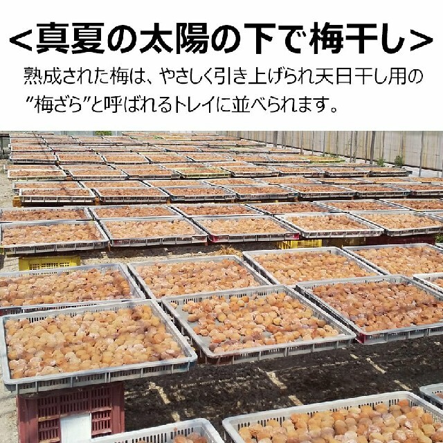 はちみつ梅　和歌山県産南高梅　つぶれ梅300g×10