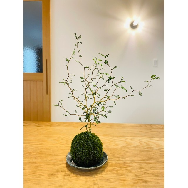 黒松の盆栽、苔玉二点(ラカンマキ、ソフォラ)