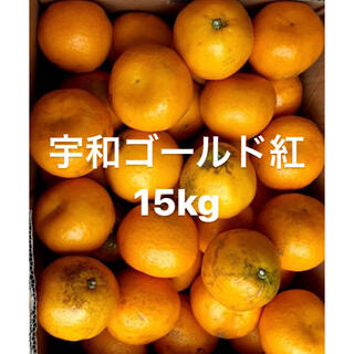 愛媛県　宇和ゴールド紅　河内晩柑　15kg(フルーツ)
