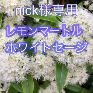 nick様専用　レモンマートル　ホワイトセージ2苗(その他)