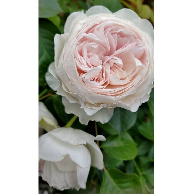 カップ咲き白バラ ハンドメイドのフラワー/ガーデン(その他)の商品写真