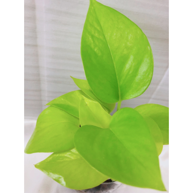 ポトス 観葉植物 ハイドロカルチャーの通販 By もよ S Shop ラクマ ポトス 観葉植物 ハイドロカルチャーの通販 By もよ S Shop ラクマ