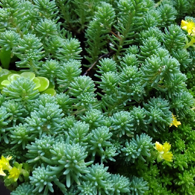 多肉植物おまかせ詰め合わせ ハンドメイドのフラワー/ガーデン(プランター)の商品写真