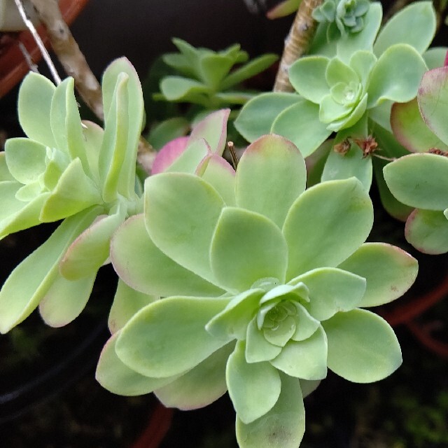 多肉植物おまかせ詰め合わせ ハンドメイドのフラワー/ガーデン(プランター)の商品写真
