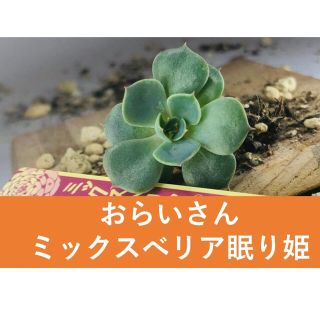 多肉　おらいさん苗　エケベリア　ミックスベリア　眠り姫　葉挿し　観葉植物　ざわわ(その他)