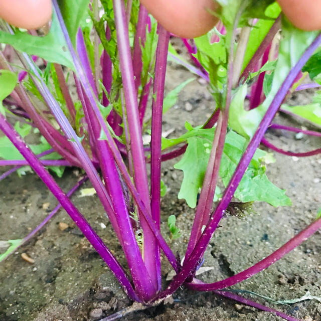 ポパイ畑☆お野菜お米セット7/4(日)発送*(•ᴥ•)*ネコポス 食品/飲料/酒の食品(野菜)の商品写真