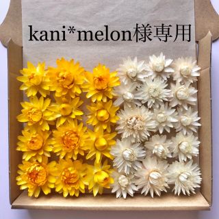 kani*melon様専用　貝細工　ドライフラワー(ドライフラワー)