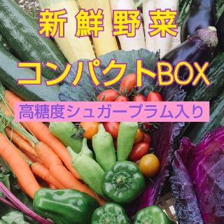 新鮮野菜  畑〜直送便  高糖度シュガープラム入り  コンパクトBOX(野菜)