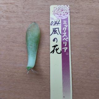 P's Succulent｜フリマアプリ ラクマ