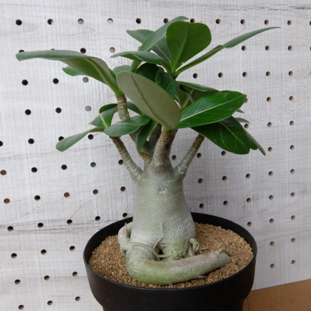 Adenium arabicum ☆アデニウム・アラビカム☆　人気コーデックス！