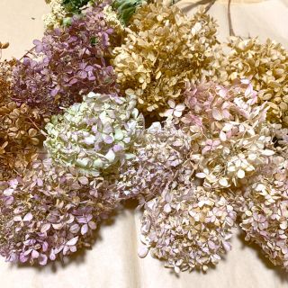 ドライフラワー 紫陽花　アンティーク　花材　茎付き　まとめ売り(ドライフラワー)