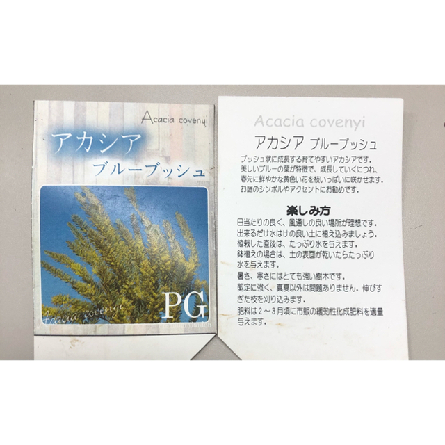 販売店一覧 ◇シーズン終了◇アカシアの花 ネコポスいっぱい その他