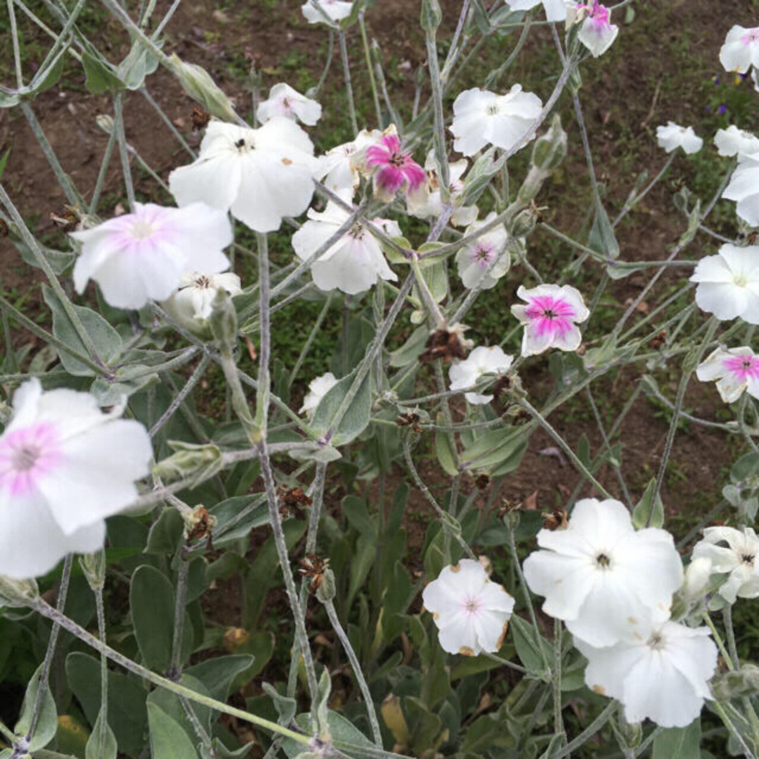 リクニスコロナリア　フランネル草　種 ハンドメイドのフラワー/ガーデン(プランター)の商品写真