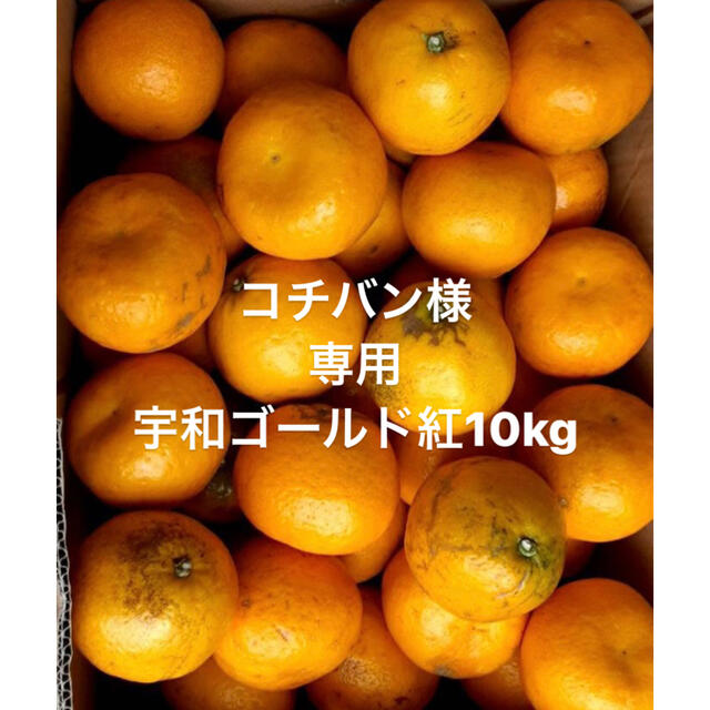 コチバン様　専用　愛媛県　宇和ゴールド紅　河内晩柑　10kg 食品/飲料/酒の食品(フルーツ)の商品写真