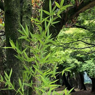 笹　七夕飾り　70センチ　2本1200円！【生花】植物(その他)