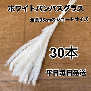 SALEホワイトパンパスグラス30本(ドライフラワー)