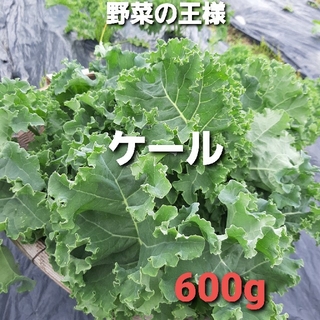 ケール　600g    完全無農薬　(受注後摘み採り)(野菜)