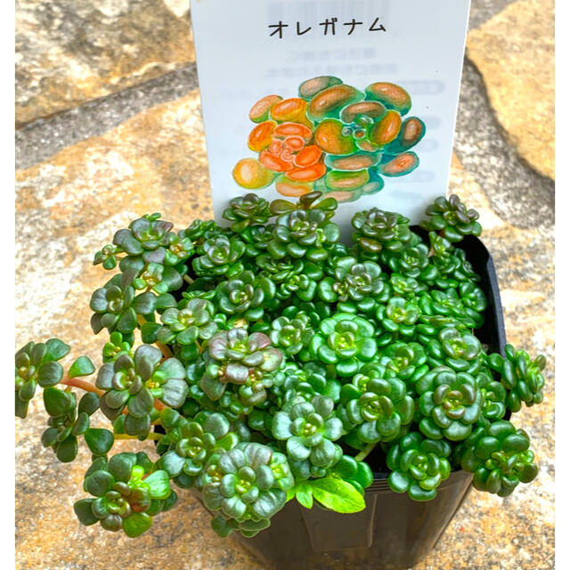 希少　レアセダム　多肉植物　オレガナム　カット苗15カット ハンドメイドのフラワー/ガーデン(その他)の商品写真