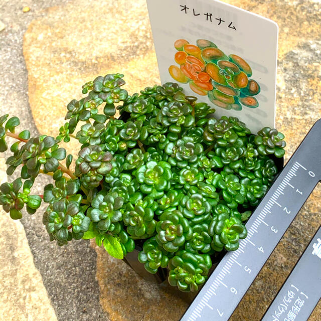 希少　レアセダム　多肉植物　オレガナム　カット苗15カット ハンドメイドのフラワー/ガーデン(その他)の商品写真