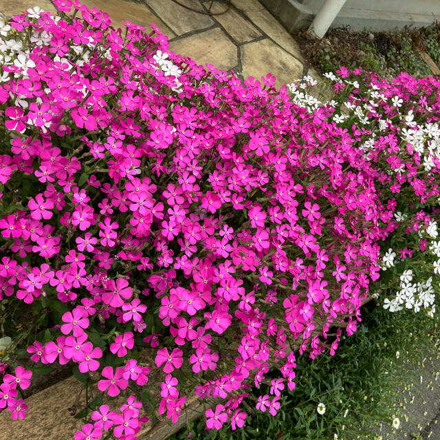 ★こぼれ種で花咲く！シリーズ！サポナリア（蔓小桜）の種‼️ ハンドメイドのフラワー/ガーデン(その他)の商品写真