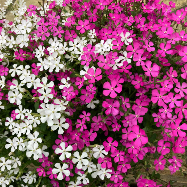 ★こぼれ種で花咲く！シリーズ！サポナリア（蔓小桜）の種‼️ ハンドメイドのフラワー/ガーデン(その他)の商品写真