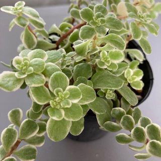 多肉植物✴︎斑入り丸葉万年草　抜き苗(プランター)