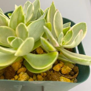 多肉植物✴︎斑入り花月　花月錦　抜き苗4株(プランター)