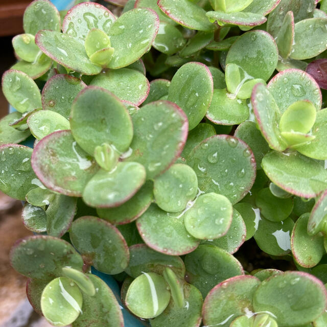 多肉植物　ライムジンガー