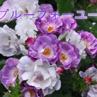 青バラ 苗 薔薇(その他)