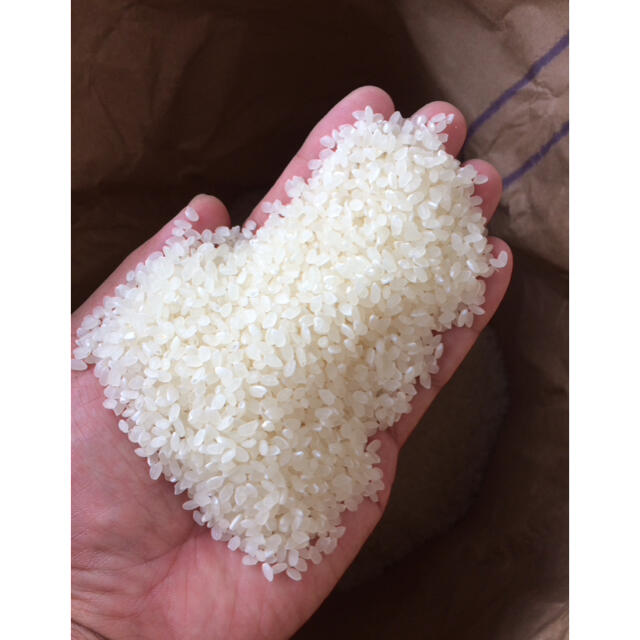 お米特売SALE！2年産「特別栽培米コシヒカリ玄米」普通精米を無料サービスします　米/穀物