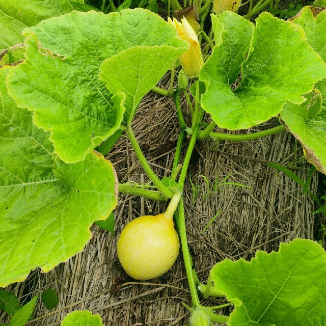 コリンキー6.0kg・7〜8個(農薬化学肥料不使用) 食品/飲料/酒の食品(野菜)の商品写真