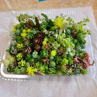 多肉植物　セダムカット苗　ご確認用(その他)