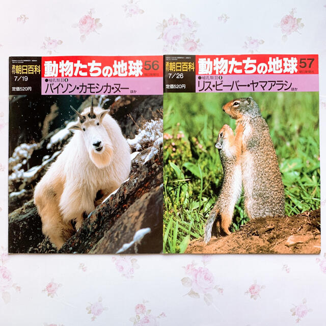 動物 雑誌 本 冊子 百科 学習 アザラシ オットセイ ゾウ シマウマ リスの通販 By ᴍᴀᴋɪ ラクマ