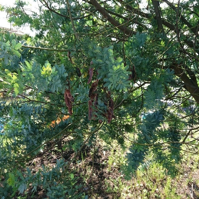 ミモザ 銀葉アカシア 種 30粒 ハンドメイドのフラワー/ガーデン(その他)の商品写真