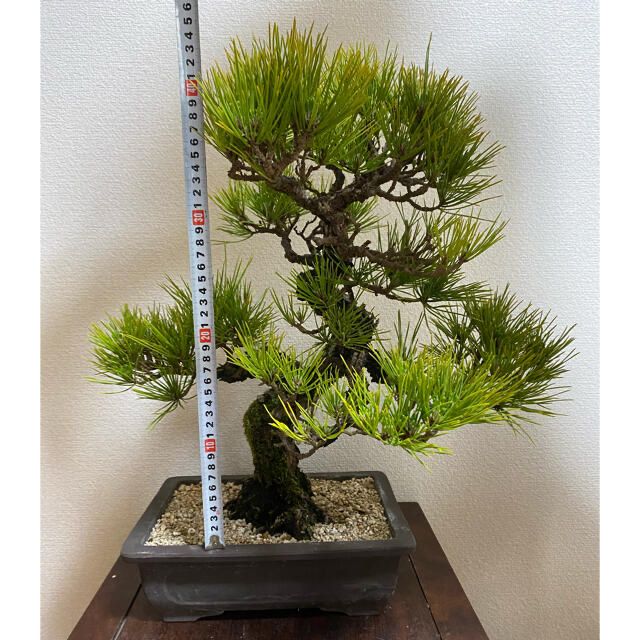 最も信頼できる ‼️大特価‼️黒松大品模様木 ¥120000→¥63000