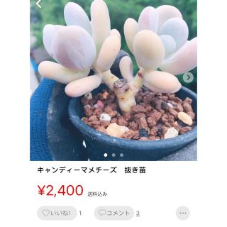 多肉植物(その他)