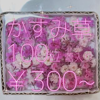 かすみ草 ドライフラワー ピンク＆ホワイトmix 蕾入り(ドライフラワー)