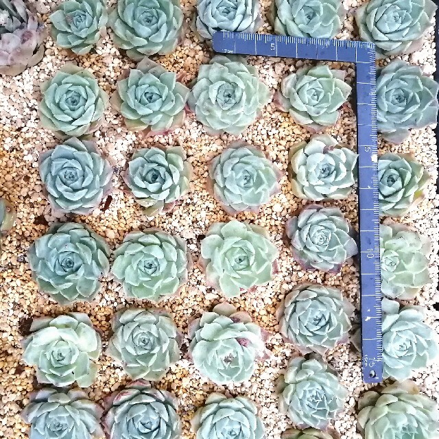 韓国苗　エケベリア　ヒアリナ　多肉植物 ハンドメイドのフラワー/ガーデン(その他)の商品写真